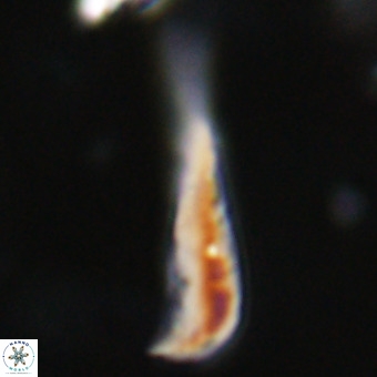 Orthorhabdus martinii VR 19686