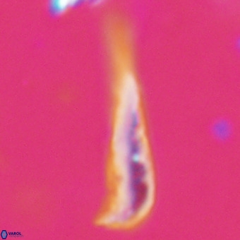 Orthorhabdus martinii VR 19687