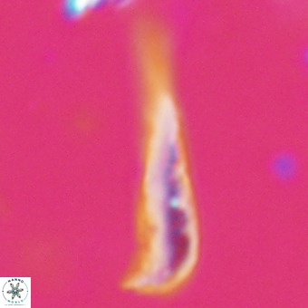 Orthorhabdus martinii VR 19687