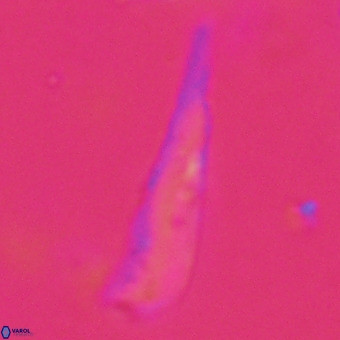 Orthorhabdus martinii VR 19688
