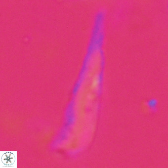 Orthorhabdus martinii VR 19688