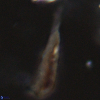 Orthorhabdus martinii VR 19689