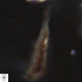 Orthorhabdus martinii VR 19689