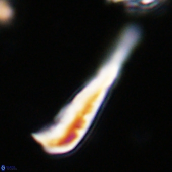 Orthorhabdus martinii VR 19690