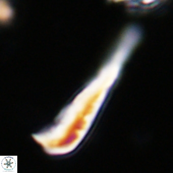 Orthorhabdus martinii VR 19690