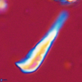 Orthorhabdus martinii VR 19691