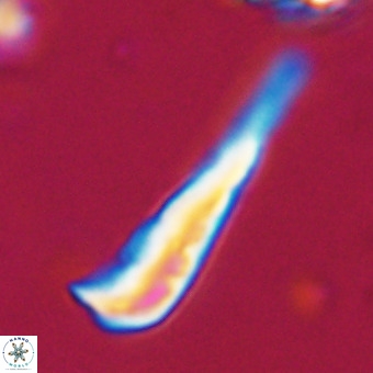 Orthorhabdus martinii VR 19691