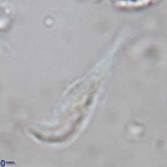 Orthorhabdus martinii VR 19692