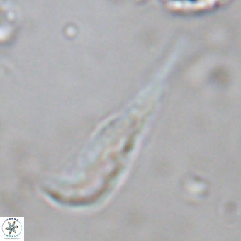Orthorhabdus martinii VR 19692