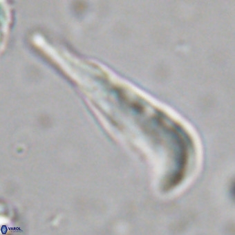 Orthorhabdus martinii VR 19693