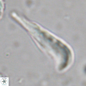 Orthorhabdus martinii VR 19693