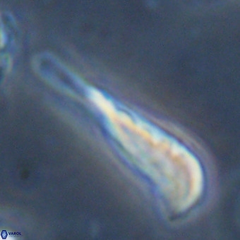 Orthorhabdus martinii VR 19694