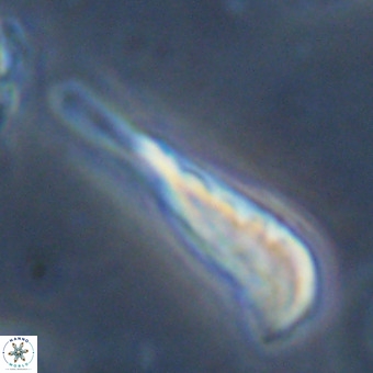 Orthorhabdus martinii VR 19694