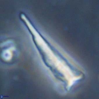 Orthorhabdus martinii VR 19695