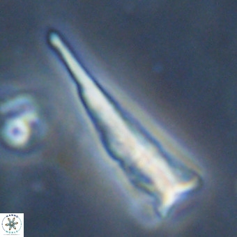Orthorhabdus martinii VR 19695