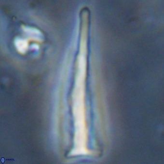 Orthorhabdus martinii VR 19696