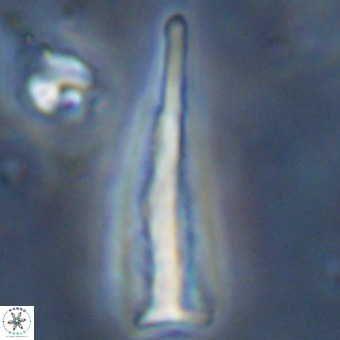 Orthorhabdus martinii VR 19696