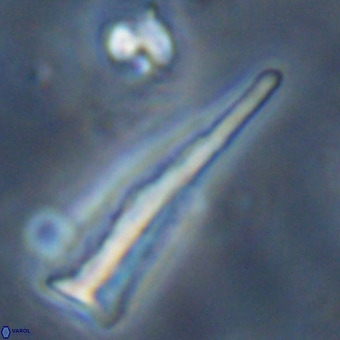 Orthorhabdus martinii VR 19697