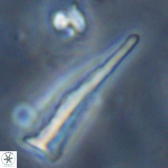 Orthorhabdus martinii VR 19697