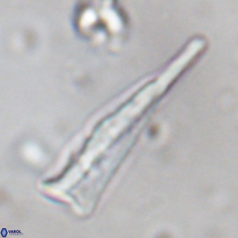 Orthorhabdus martinii VR 19698