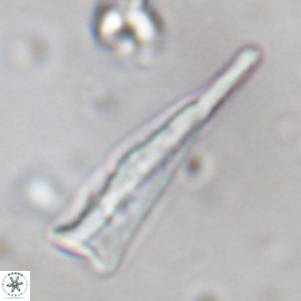 Orthorhabdus martinii VR 19698
