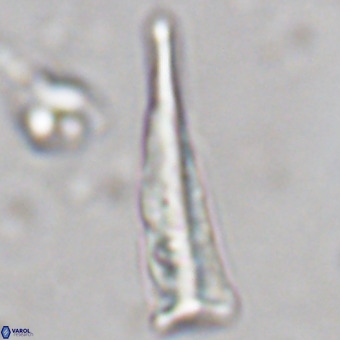 Orthorhabdus martinii VR 19699