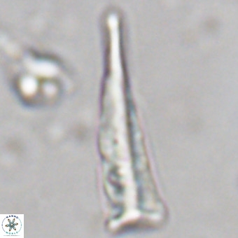 Orthorhabdus martinii VR 19699