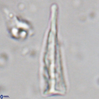 Orthorhabdus martinii VR 19700