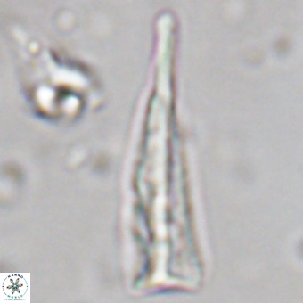 Orthorhabdus martinii VR 19700