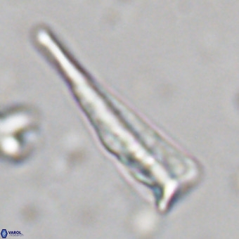 Orthorhabdus martinii VR 19701