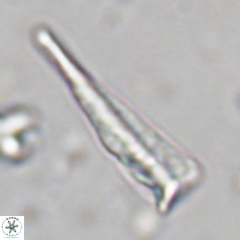 Orthorhabdus martinii VR 19701