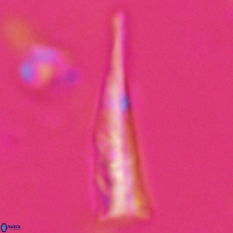 Orthorhabdus martinii VR 19702