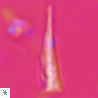 Orthorhabdus martinii VR 19702