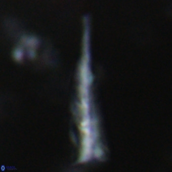 Orthorhabdus martinii VR 19703
