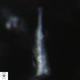 Orthorhabdus martinii VR 19703