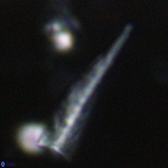 Orthorhabdus martinii VR 19704