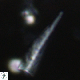 Orthorhabdus martinii VR 19704