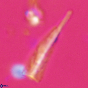 Orthorhabdus martinii VR 19705