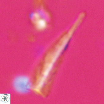 Orthorhabdus martinii VR 19705