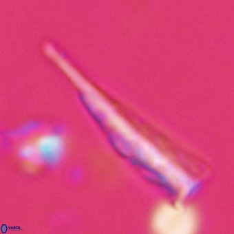 Orthorhabdus martinii VR 19706