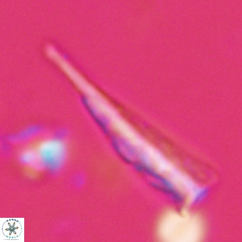 Orthorhabdus martinii VR 19706