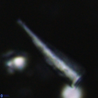 Orthorhabdus martinii VR 19707