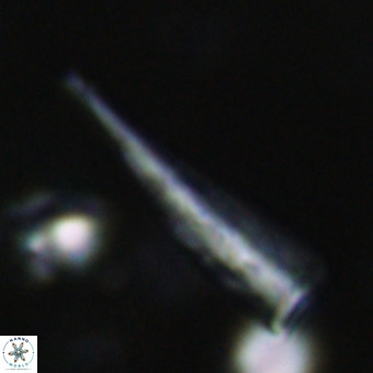 Orthorhabdus martinii VR 19707