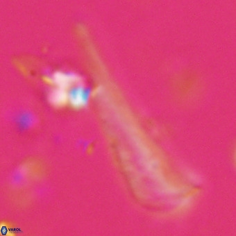 Orthorhabdus martinii VR 19710