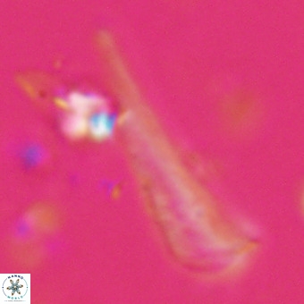 Orthorhabdus martinii VR 19710