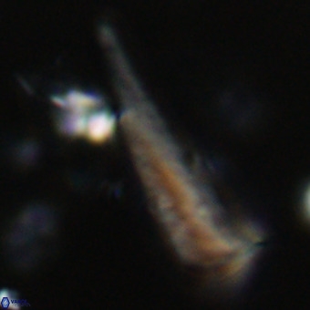 Orthorhabdus martinii VR 19711