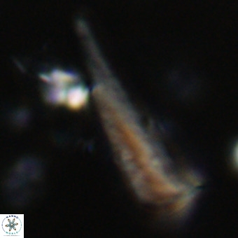 Orthorhabdus martinii VR 19711
