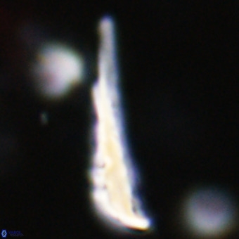 Orthorhabdus martinii VR 19712