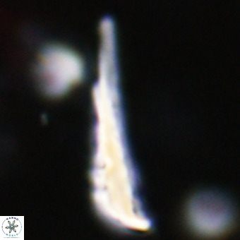Orthorhabdus martinii VR 19712