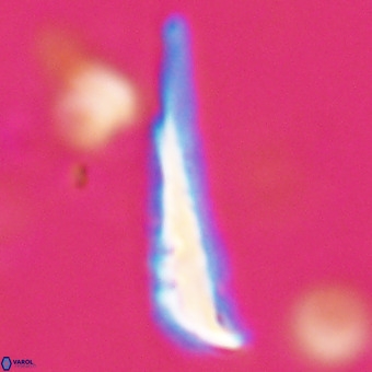 Orthorhabdus martinii VR 19713